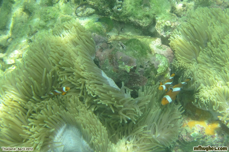 Snorkelling in the Andaman Sea
