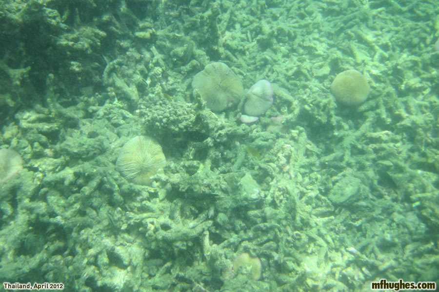 Snorkelling in the Andaman Sea
