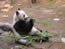 Ocean Park Panda