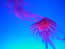 Ocean Park Jellyfish