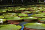 Sir Seewoosagur Ramgoolam botanical garden