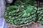 Betel leaves