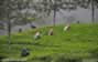 Tea leaf pickers, Nuwara Eliya