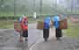 Tea leaf pickers, Nuwara Eliya