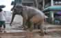 Pinnawala Elephant orphanage