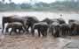Pinnawala Elephant orphanage