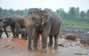 Pinnawala Elephant orphanage