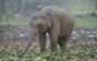 Pinnawala Elephant orphanage