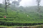 Tea leaf pickers, Nuwara Eliya