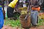 Tea leaf pickers, Nuwara Eliya