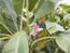 Banana plant