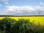 Rapeseed Field